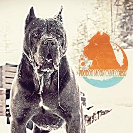 Bohdi - Cane Corso