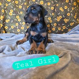 Teal Girl - Black and rust female Doberman Pinscher puppy in Knox, Indiana from Double River Dobermans