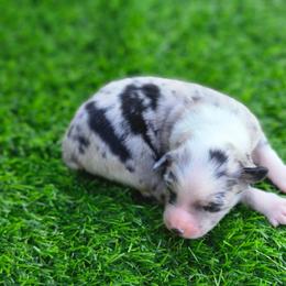 Willow - Blue merle female Miniature Australian Shepherd puppy in Nacogdoches County, Texas from Penn Creek Aussies
