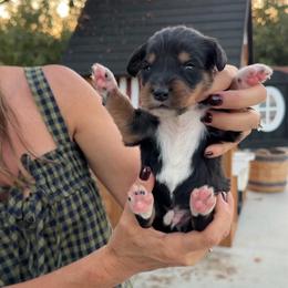 Slinky - Tri-color male Bernedoodle puppy in Yuba City, California from Ranch House Doodles