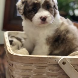 Aussiedoodle Puppies from Ohana Companions