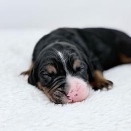 Cocoa - Tri-color female Bernedoodle puppy in Fleming, Colorado from Vandenbark Doodles