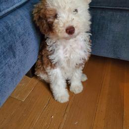 Pomeranian and Sheepadoodle Puppies from Fluffy Wonders Poms and Doodles