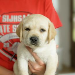 Glory - Yellow female Labrador Retriever puppy in Allons, Tennessee from UC Labradors LLC