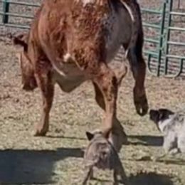 Australian Cattle Dogs from HT Heelers