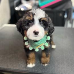 Green - Tri-color female Bernedoodle puppy in Alpharetta, Georgia from Doodles of Buckhead