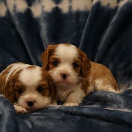 Cavalier King Charles Spaniel Puppies from Country View Cavaliers
