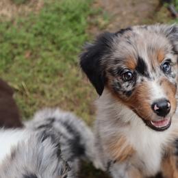 Mimas - Blue merle female Australian Shepherd puppy in Noblesville, Indiana from Saturn’s Rising Collies & Aussies