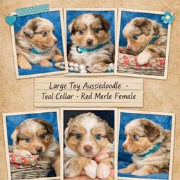 Teal collar - Red merle female Aussiedoodle puppy in 32046, Florida from River Hill Ranch