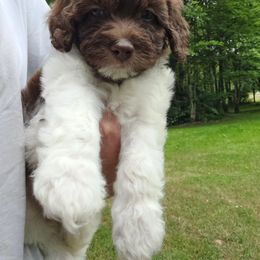Aussiedoodle Puppies from Doodle Paws Pups