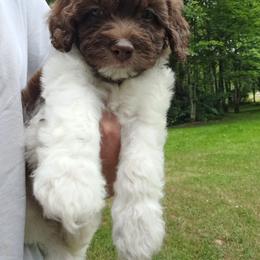 Aussiedoodle Puppies from Doodle Paws Pups
