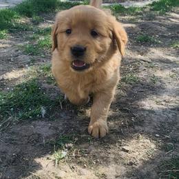 Golden Retriever Puppies from Poppy's Garden Golden Retrievers