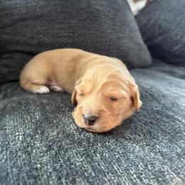 Goldie - Cream male Dachshund puppy in Fruita, Colorado from Western Slope Weenies