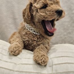Goldendoodle Puppies from Pemberley Puppies