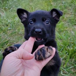 Grey Collar - Annika - Bi-color female German Shepherd puppy in Augusta, West Virginia from Cricket Hollow Canines