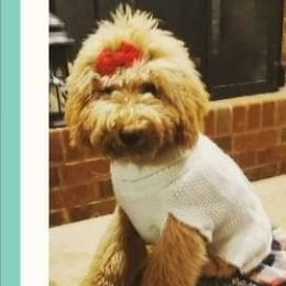 Koko - Goldendoodle