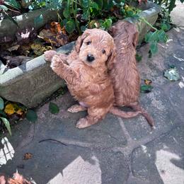 Rex - Golden male Cockapoo puppy in Marietta, South Carolina from River Falls Cockapoos