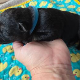 Frank - Black and tan male German Shepherd puppy in Berry, Alabama from Whisper Gray