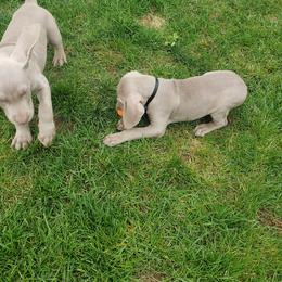 Weimaraner Puppies from Miller's Weimaraners