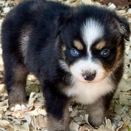 Maeve - Black tri female Miniature Australian Shepherd puppy in Patterson, North Carolina from DreamLine Aussies