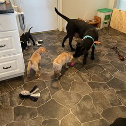 Labrador Retriever Puppies from Bayside Labradors