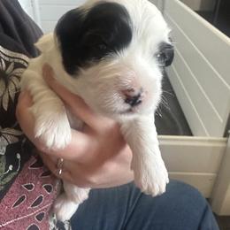 Girl 1 - Black and white female Coton de Tulear puppy in Vancouver, Washington from Uptown Cotons