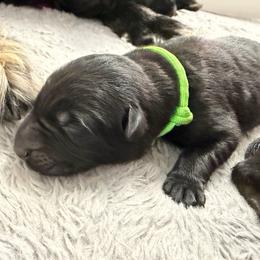 Neon Green Male - Black male German Shepherd puppy in Saratoga Springs, Utah from Vom Stille Teufelshunde Kennels