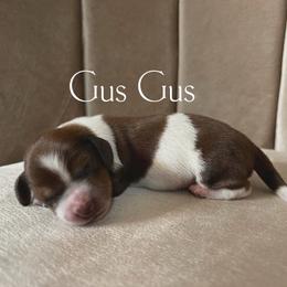 Gus Gus - Piebald male Dachshund puppy in Henry, Virginia from Dumbledore's AKC Mini Dachshunds