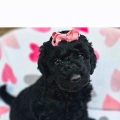 Doodlebug - Black female Goldendoodle puppy in Harris County, Texas from Cute & Curly Doodles