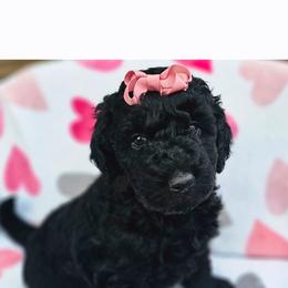 Doodlebug - Black female Goldendoodle puppy in Harris County, Texas from Cute & Curly Doodles
