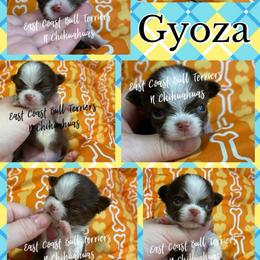 Gyoza - Chocolate and tan male Chihuahua puppy in Kannapolis, North Carolina from East Coast Bull Terriers N Chihuahuas