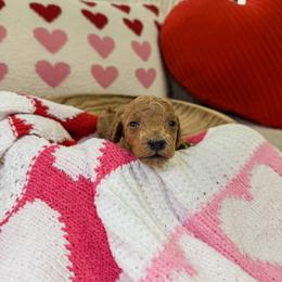 Leonardo - Apricot male Goldendoodle puppy in Pearland, Texas from Posh Paws Puppies