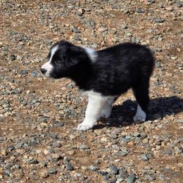 Douglas - Black and white male Border Collie puppy in Chino Valley, Arizona from Dog Pond Border Collies