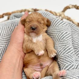 Surfer - Apricot male Goldendoodle puppy in Queen Creek, Arizona from Goldendoodle AZ