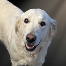 May - Golden Retriever