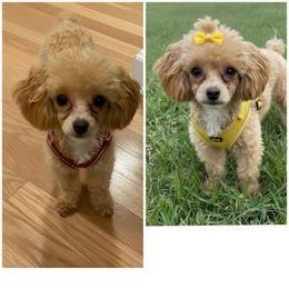Bailey - Poodle