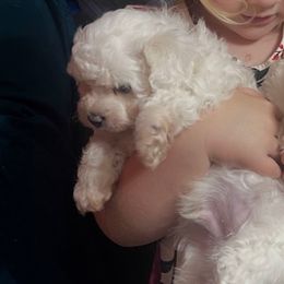 Doggy - White male Bichon Frise puppy in Cave City, Kentucky from Loretta's Pups