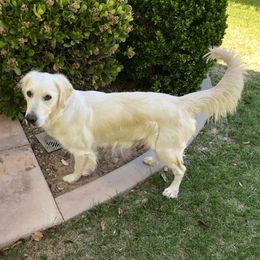 Belle - Golden Retriever