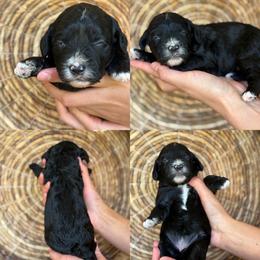Lady bug - Black female Cavapoo puppy in Yuciapa, California from AlltheDoodlez_