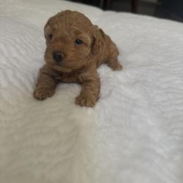 Cherry - Red female Maltipoo puppy in San Diego, California from Maltipoos SD