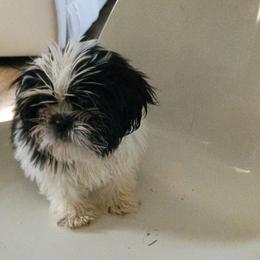 Luna - Black and white female Shih Tzu puppy in Azusa, California from RJ Shih Tzu lover