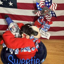 Miniature Australian Shepherd Puppies from Bee Positive Mini Aussies 🐝