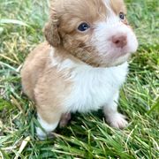 Meadow - Red gold female Nova Scotia Duck Tolling Retriever puppy in Topeka, Kansas from Juniper Tollers