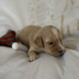 Boy 1 - male Goldendoodle puppy in Waynesboro, Virginia from Forest Creek Kennel