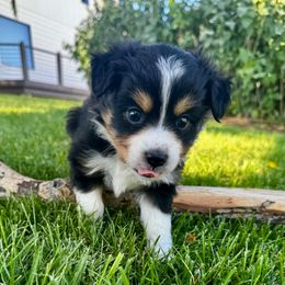 Minnie - Black tri female Toy Australian Shepherd puppy in Tonasket, Washington from V5 Aussies