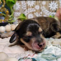 Koda - Cream male Dachshund puppy in Thomaston, Georgia from UGG Ranch