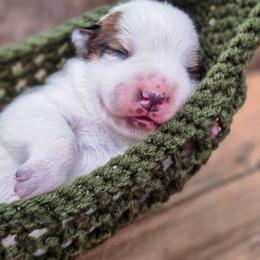 (Red) Red Male - Red speckled male Australian Cattle Dog puppy in Burleson, Texas from Bluebonnet Heelers