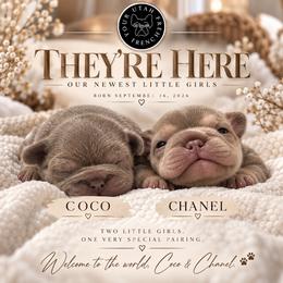 French Bulldog puppies from Your Utah Frenchie