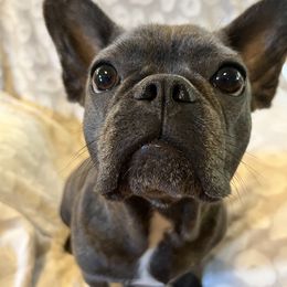 French Bulldogs from C&N Frenchies