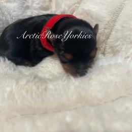 Red boy - Blue and gold male Yorkshire Terrier puppy in Alaska from Arctic Rose Yorkies